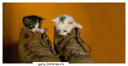 am si yo poze cu pisici ;) zombie cats