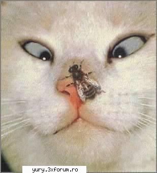 zombie cats mortala pisica aia Bau-bau!