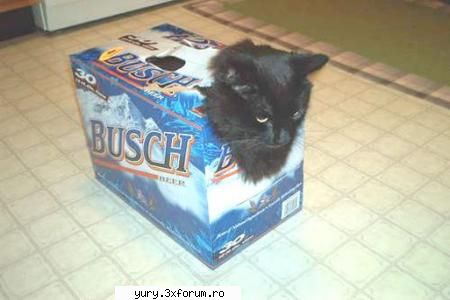 zombie cats ... mmmm ... Bau-bau!