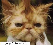 zombie cats vreau frizura d-asta ... dyfica m-ajuti? Bau-bau!