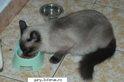 zombie cats birmanez