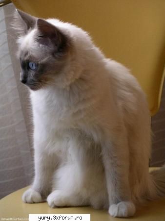 zombie cats pui birmanez