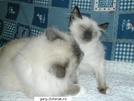 zombie cats family