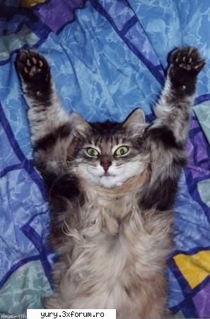 zombie cats
