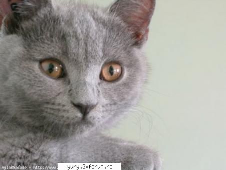 zombie cats stiti frumoasa pisica asta ... adik mie imi place refer rasa