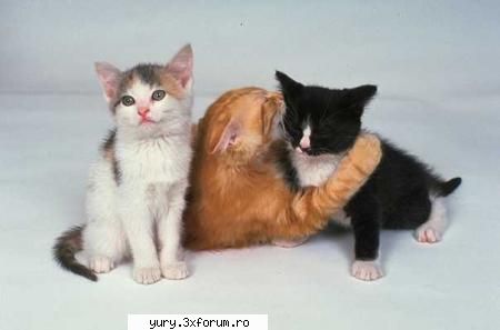 zombie cats grup