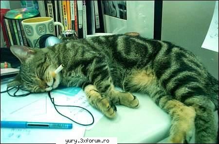 zombie cats interesant