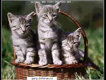 zombie cats blink