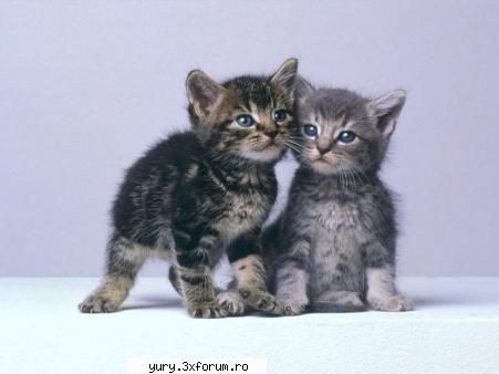 zombie cats just love