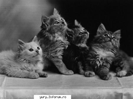 zombie cats friendz