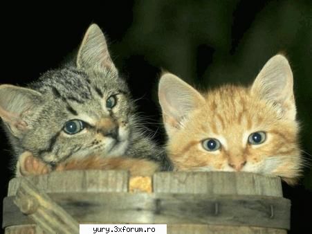 zombie cats heeeeei