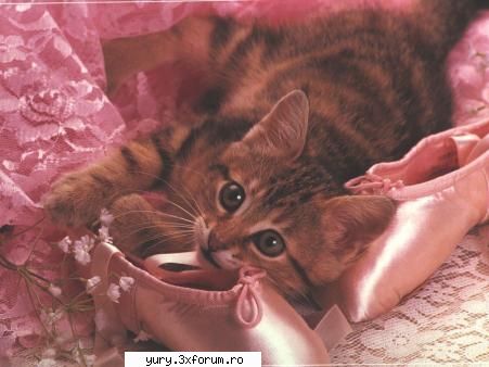 zombie cats dragutza pisicutza ...nu? sau mai bene zis dragutz decor
