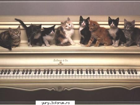 zombie cats muzic lesson