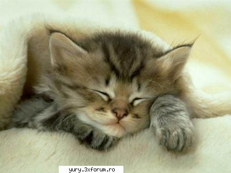 zombie cats sleeping beauty