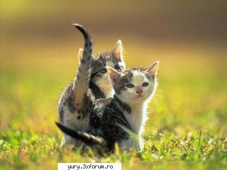 zombie cats kiss a** ....