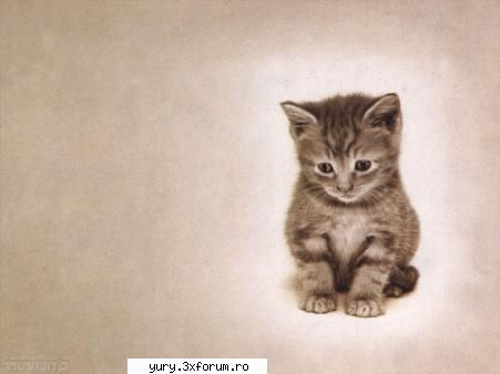 zombie cats sad baby cat...