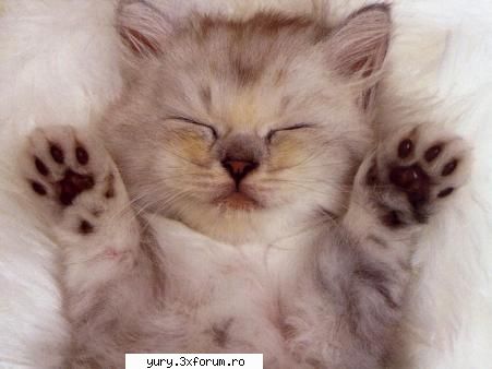 zombie cats hug meeee