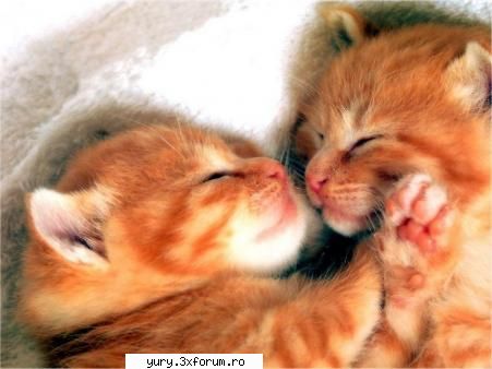 zombie cats adormit ???