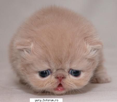 zombie cats i'm only and half seconds old ))))))))))
