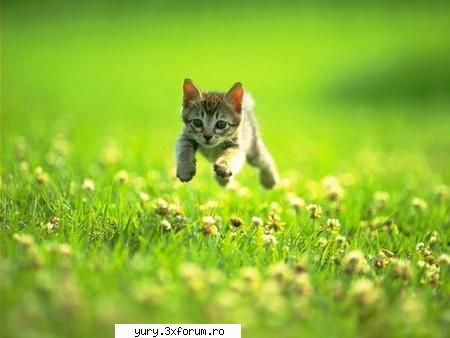 zombie cats i'm coming ....wait for meeeeee