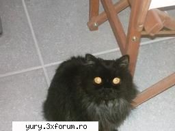 zombie cats just one cat cheama mica)