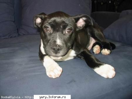 caini... dogz