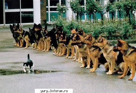 caini... dogz