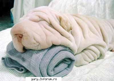 caini... dogz