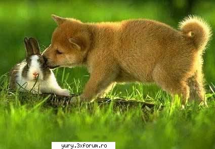 caini... dogz