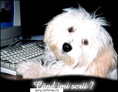 caini... dogz