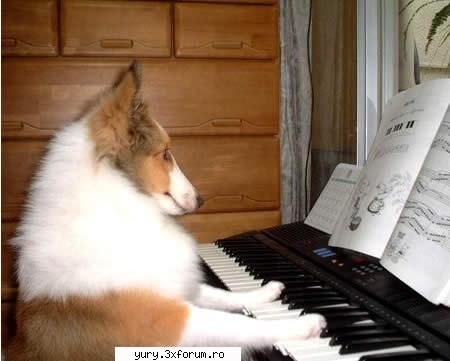 caini... dogz