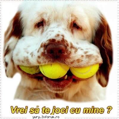 caini... dogz