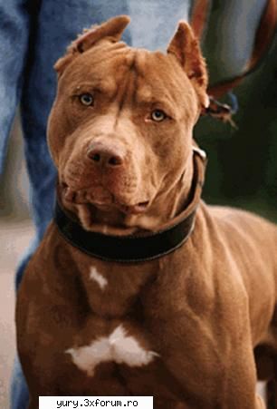 caini... dogz