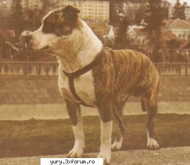 caini... dogz