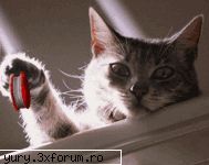 zombie cats want yoyo myself! Bau-bau!