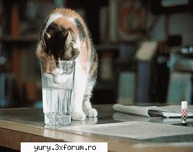 zombie cats cat ... the glass! Bau-bau!