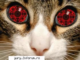 zombie cats saaaad Bau-bau!