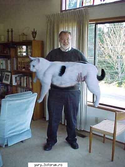 funny pics fat cat