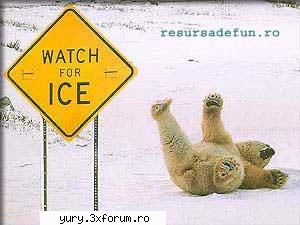 funny pics bear