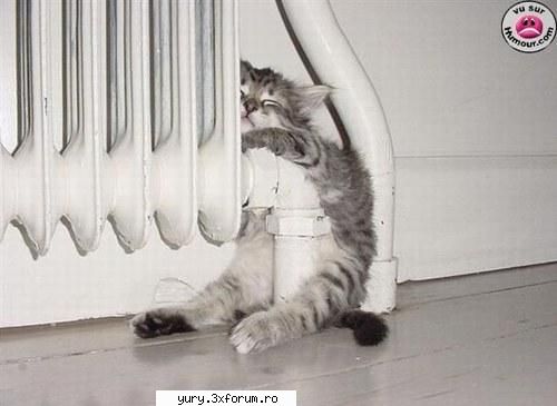 funny pics sleepy cat