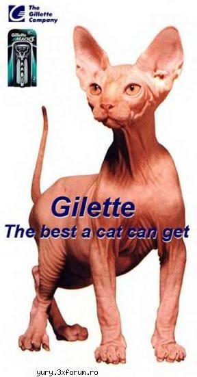 funny pics gilette