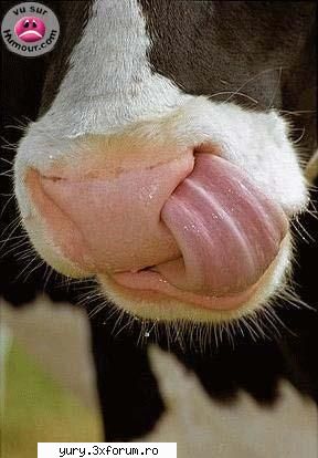 funny pics cow