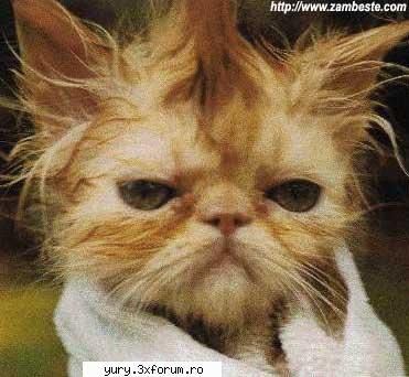 funny pics funny cat