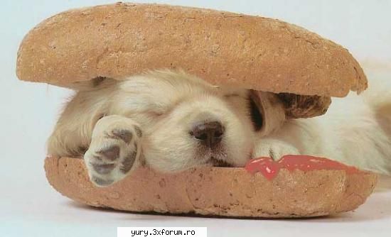 funny pics hot dog
