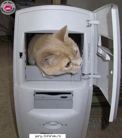 funny pics digital cat
