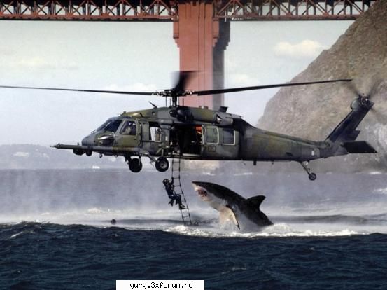 funny pics shark attack