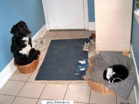 funny pics cine sefu