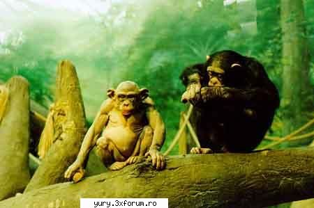 funny pics monkey with hair