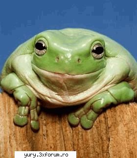 funny pics vreau broasca deasta
