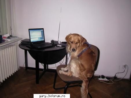 altzi fosti elevi din shadow are joacele shootere pisici special...
